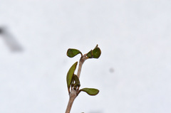 Coprosma decurva