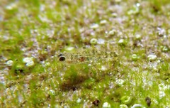 Bathygobius cocosensis