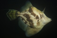 Centreboard Leatherjacket photo 5