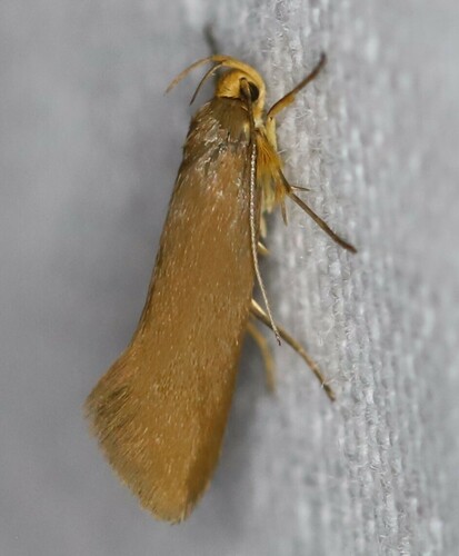 Golden-brown Tubic