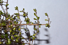 Coprosma decurva