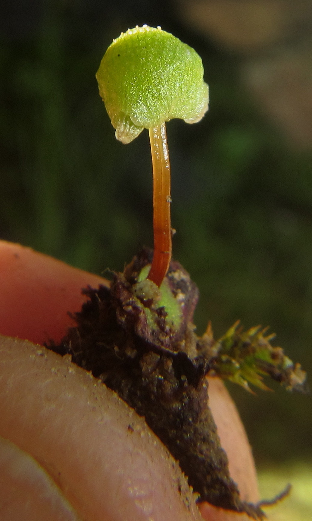 Asterella muscicola