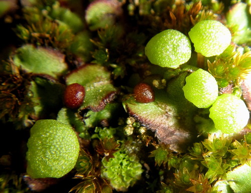 Asterella bachmannii