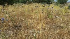 Triticum dicoccoides