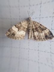 Xanthorhoe biriviata