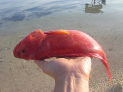 Plectropomus leopardus