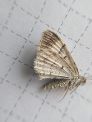 Xanthorhoe biriviata