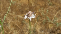 Allium meronense