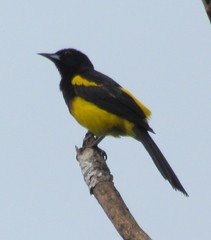 Icterus prosthemelas