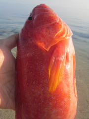 Plectropomus leopardus