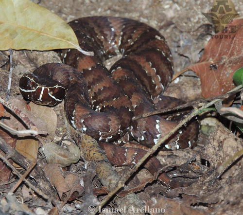 Photo of a Cantil (Agkistrodon russeolus)