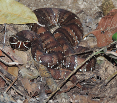 Agkistrodon russeolus