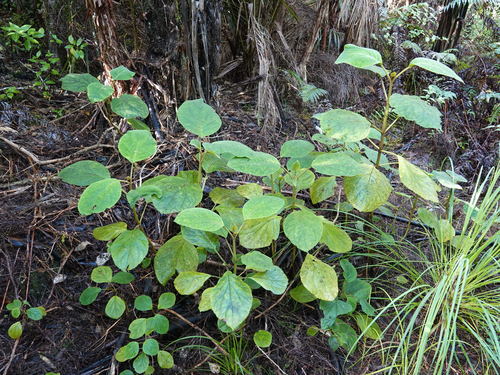 Image of Bartlettina sordida by (c) Jacqui Geux, some rights reserved (CC BY)
