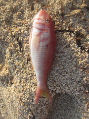 Parupeneus heptacantha