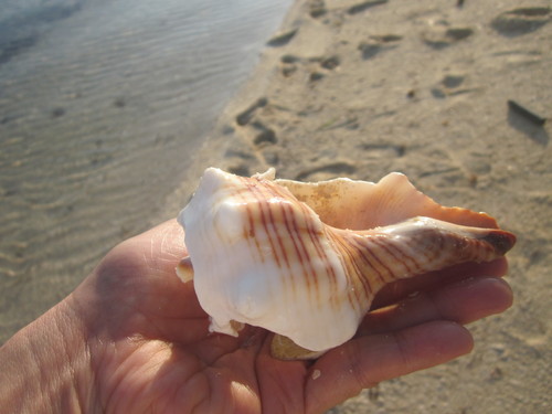 Trapezium horse conch