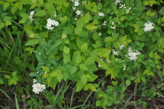 Spiraea media
