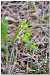 Euphorbia taurinensis