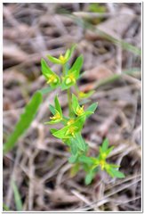 Euphorbia taurinensis