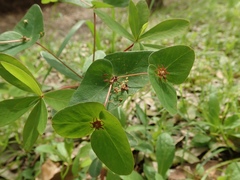 Euphorbia sieboldiana