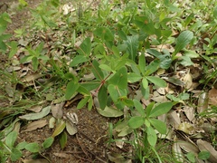 Euphorbia sieboldiana