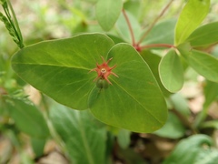 Euphorbia sieboldiana
