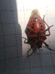 Pinthaeus sanguinipes