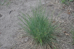 Festuca valesiaca