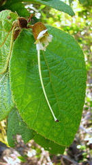 Helicteres laciniosa