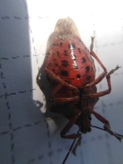 Pinthaeus sanguinipes