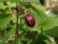 Clematis japonica