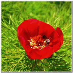 Paeonia tenuifolia