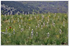 Asphodeline taurica