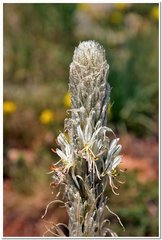 Asphodeline taurica