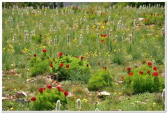Paeonia tenuifolia