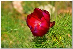 Paeonia tenuifolia