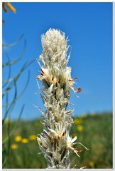 Asphodeline taurica