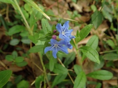Aegonychon zollingeri