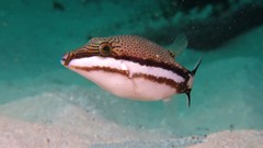 Canthigaster callisterna