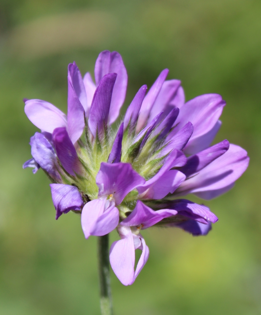 Pitch trefoil