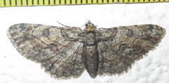 Orbamia octomaculata