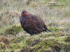 Lagopus lagopus scotica