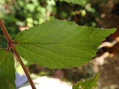 Viburnum erosum