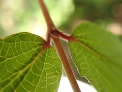 Viburnum erosum