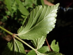 Viburnum erosum