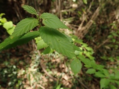 Viburnum erosum