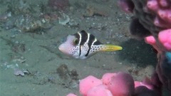 Paraluteres prionurus