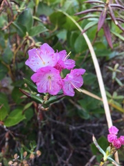 Kalmia microphylla