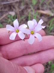Oxalis livida
