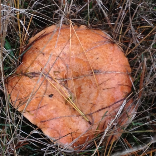 saffron milkcap