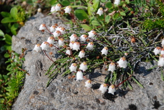 Cassiope lycopodioides